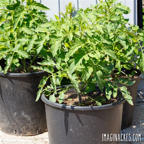 How to Grow Tomatoes in Pots - ImaginAcres