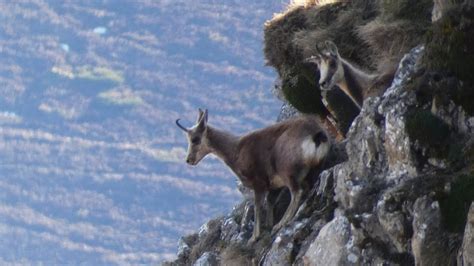 Subidas Al Remelende Y Abedular Tierra De Rebecos En El Parque Natural