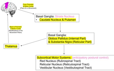 WEEK 10 Basal Ganglia Flashcards Quizlet