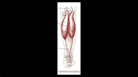 Foot, Ankle, Lower Leg Anatomy Flashcards | Quizlet