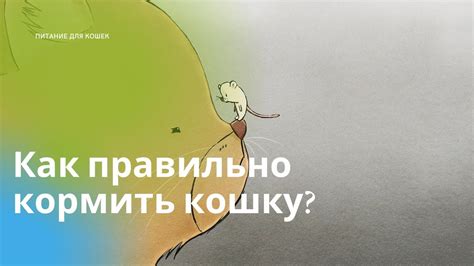 Сколько раз в день кормить кошку - YouTube