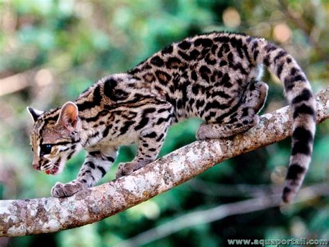 Leopardus Wiedii Le Margay