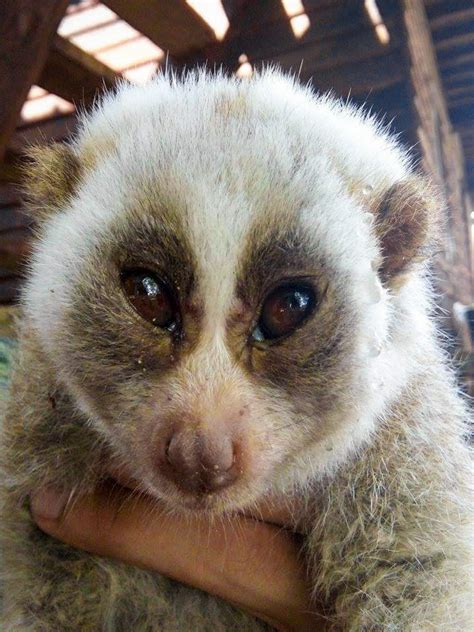 Bengal Slow Loris