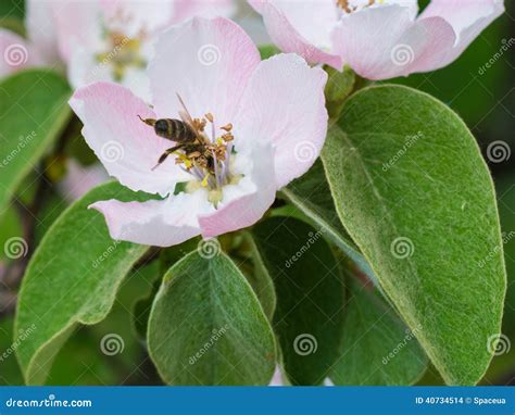 Ape Del Miele Sul Fiore Del Fiore Di Melo Fotografia Stock Immagine