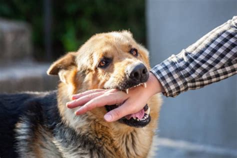 Arti Mimpi Digigit Anjing Menurut Primbon Jawa Varia Katadata Co Id