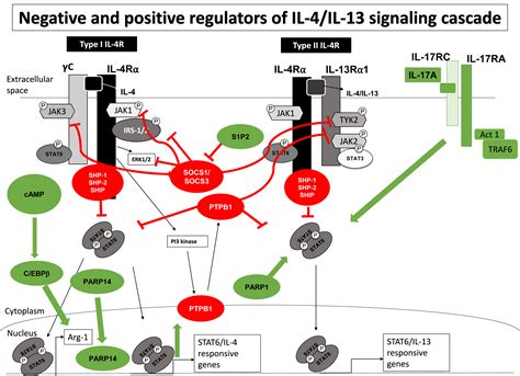 Modulation Of Il 4il 13 Cytokine Signaling In The Context Of Allergic