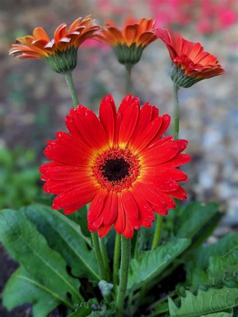 Kwiaty Gerbera Stokrotki Darmowe Zdj Cie Na Pixabay Pixabay