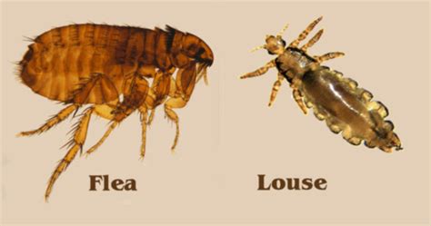 10 Main Difference between Lice and Fleas | Animal Differences