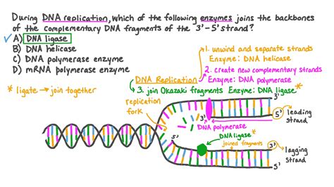 What Is Dna Polymerase And Its Function In Dna Replication