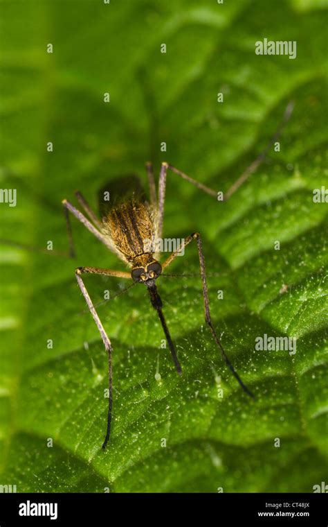 Mosquito Hi Res Stock Photography And Images Alamy