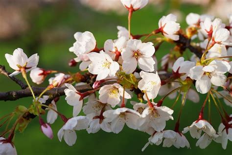 Flores De Cerejeira Ou Sakura Florescem Na Primavera Em Fundo Verde