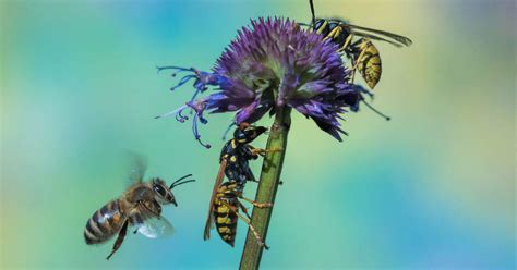 Diferencia Entre Avispa Y Abeja ¿cuál Pica Y Cuál Muerde Así Lo