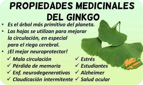 Beneficios Y Precauciones Del Ginkgo Biloba Guía Completa