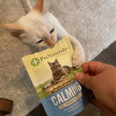 Taming Feline Frenzy: A Review of 6 Cat Calming Treats