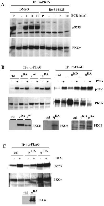 Novel Pkc Isoforms Control The Phosphorylation And Thus Activity Of Pkc