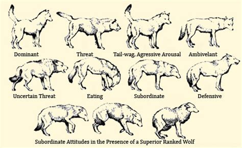 11 Dog Tail Shapes And 10 Impressive Facts √ The Secrets And Meanings Of