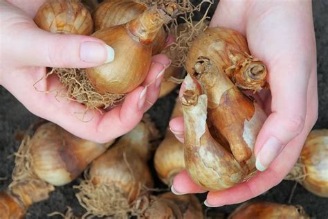 How To Store Daffodil Bulbs Over Winter Storables