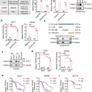 Steap As Activates Wnt Catenin Signaling To Promote Crc