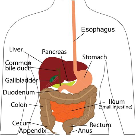 Sistem Pencernaan Tubuh Manusia Bagan Organ Konsep Kesehatan Hati