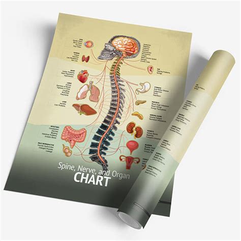 Chiropractic Spine Chart