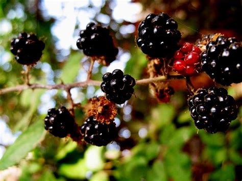 Blackberry honey1 || BeeKeeping