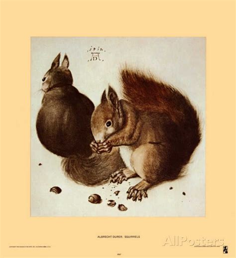 Squirrels Prints Albrecht D Rer Albrecht Durer Squirrel Print