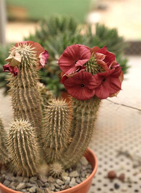 Rare Cactus With Big Red Flowers In The Pot With Images Unusual