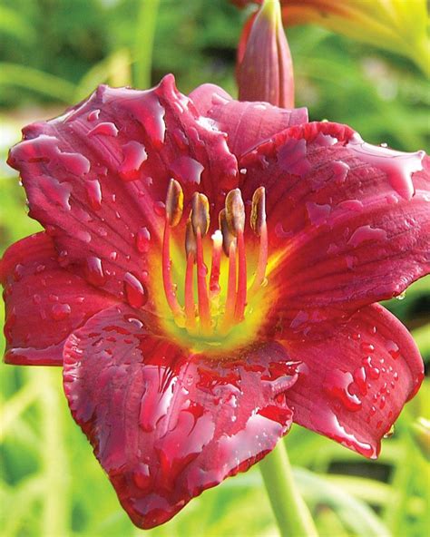 Pardon Me Daylily Johnsons Nursery Kb