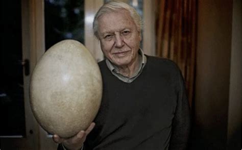 Natural Wonders: The Largest Egg Ever Laid » Explorersweb