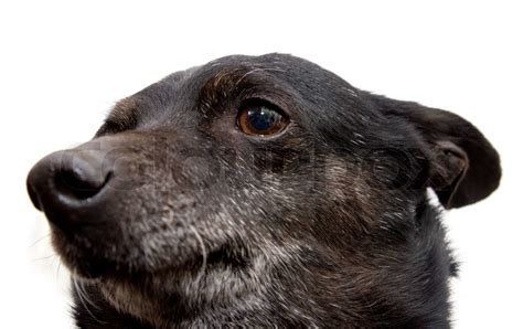 portræt af en sort hund på en hvid baggrund Stock foto Colourbox