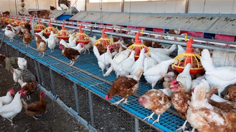 Import: The Philippines prohibits poultry from Belgium and France