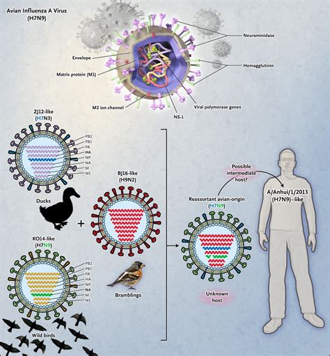 Human Infection With A Novel Avian Origin Influenza A H N Virus