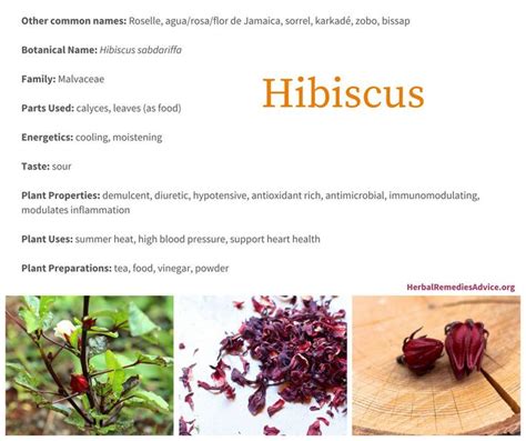 Benefits Of Hibiscus Hibiscus Medical Herbs Medicinal Plants