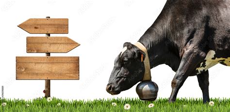 Blank Wooden Signs With Copy Space And A White And Black Dairy Cow With