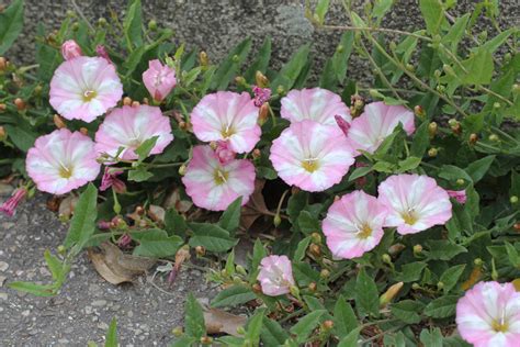 Convolvulus Arvensis