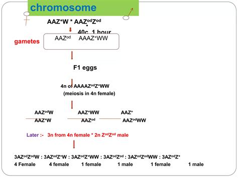 Silkworm Chromosome And Structure Of Sex Chromosome Ppt