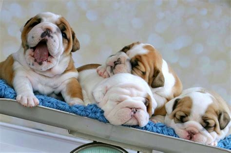 Loving These Photos! 4 Week Old Bulldog Puppies Weighing In!