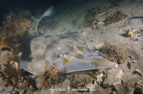 Eastern Shovelnose Ray - Aptychotrema rostrata