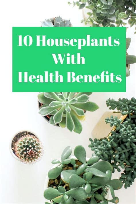 10 House Plants With Health Benefits Must Have Plants For Your Indoor