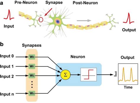 Schematic Illustration Of Neuromorphic System A Biological Model The Download Scientific