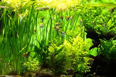 Aquarium Plants A Complete List Guide To Freshwater Foilage