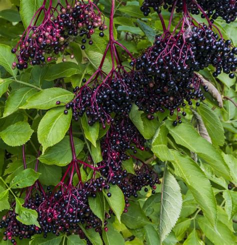 American Elderberry Bush Sambucus Canadensis Fast Growing Etsy