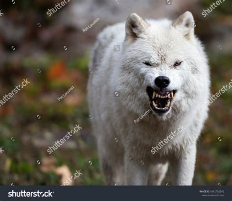 Arctic Wolf Displaying Aggressive Behavior Large Stock Photo 1842792382 ...