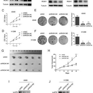 Riok Depletion Suppressed Cell Migration And Invasion In Nsclc Cells