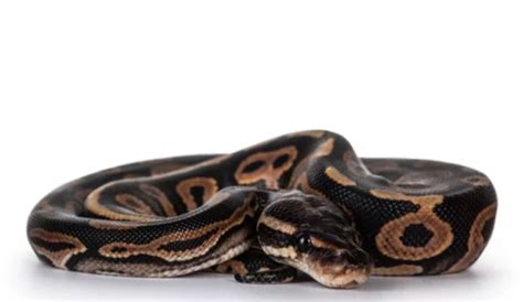 cinnamon ball python  comprehensive guide reptile craze