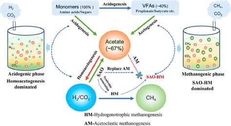 The organisms responsible for methane production in anaerobic digesters ...