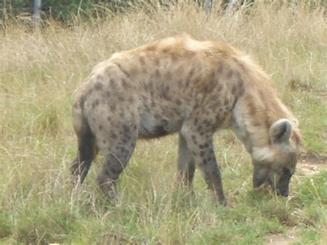 Laughing Hyena by TomWells on DeviantArt