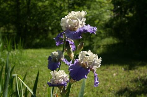 PlantFiles Pictures: Tall Bearded Iris 'Recurring Delight' (Iris) by ...