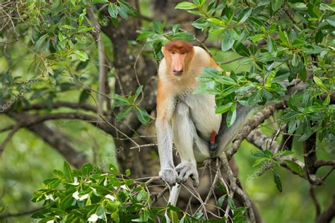 El mono probóscis Nasalis larvatus o mono de nariz larga conocido