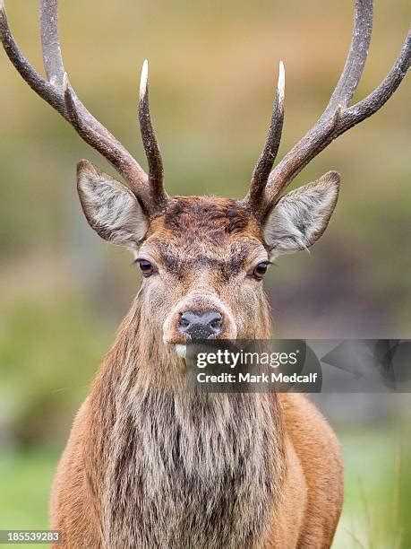 Front Facing Elk Photos And Premium High Res Pictures Getty Images